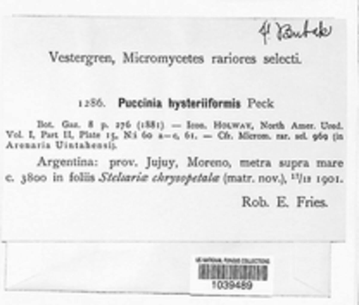 Puccinia hysteriiformis image